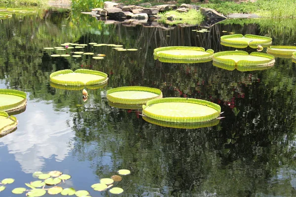 Las Plantas Agua Superficie Del Río — Foto de Stock