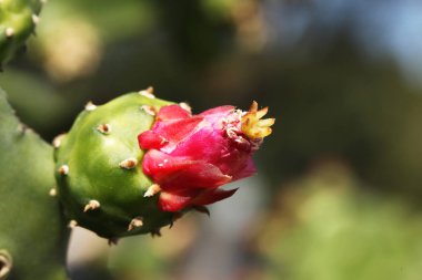 Kaktüs ve kaktüs çiçek görünümü Kapat