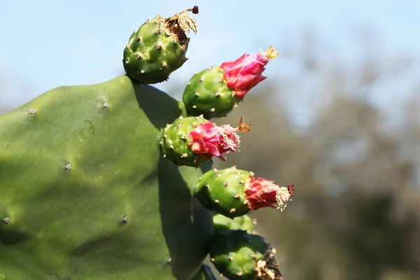 Close view of cactus and cactus flower