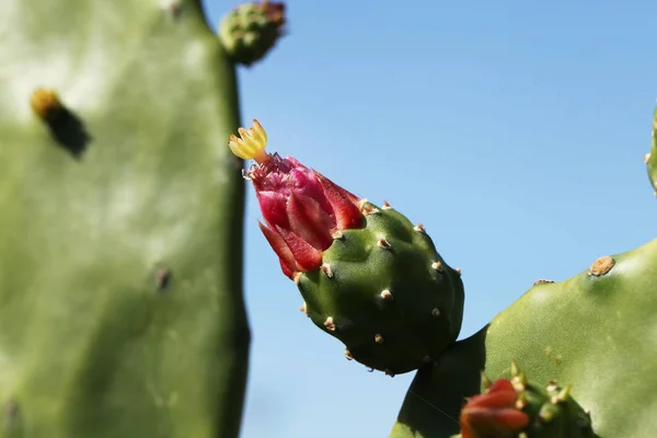 Vista Vicino Del Fiore Cactus Cactus — Foto Stock