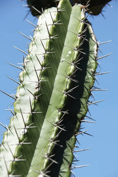 Nahaufnahme Von Kaktus Und Kakteenblüte — Stockfoto