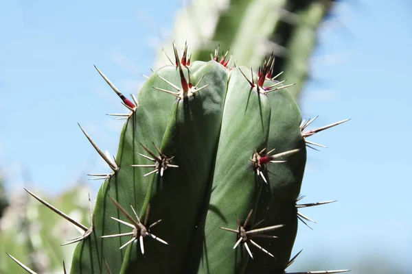 Nahaufnahme Von Kaktus Und Kakteenblüte — Stockfoto