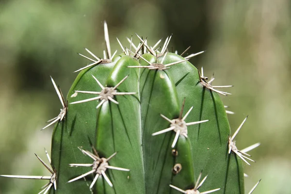 Close View Cactus Cactus Flower — Stock Photo, Image