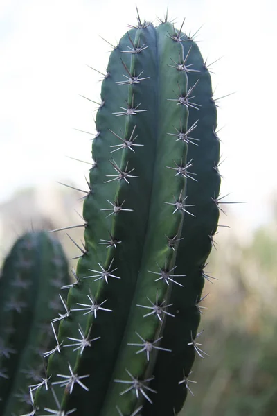 Vista Vicino Del Fiore Cactus Cactus — Foto Stock