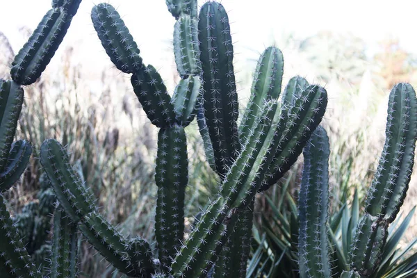 Vista Vicino Del Fiore Cactus Cactus — Foto Stock