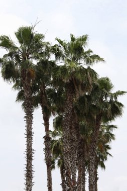 ve palmiye ağaçlarının taç