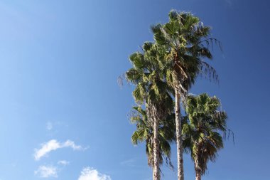 ve palmiye ağaçlarının taç