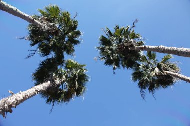 ve palmiye ağaçlarının taç