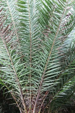 ve palmiye ağaçlarının taç