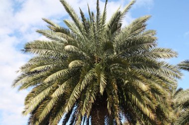 ve palmiye ağaçlarının taç