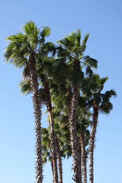 ve palmiye ağaçlarının taç