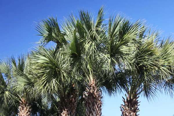 Corona Delle Palme — Foto Stock