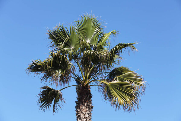 crown of the palm trees