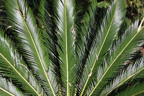 Palmiye Ağaçlarının Taç — Stok fotoğraf