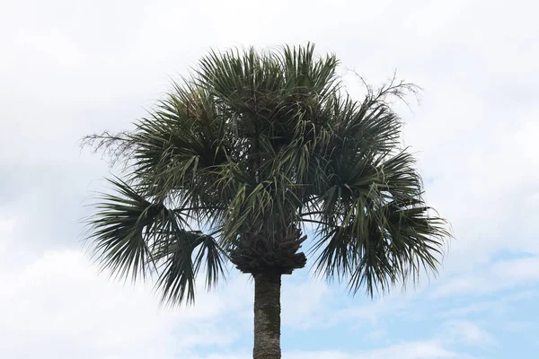 Corona Delle Palme — Foto Stock