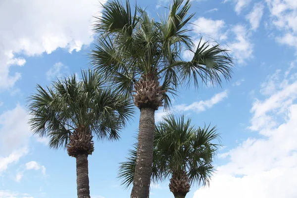 Korony Drzew Palmowych — Zdjęcie stockowe