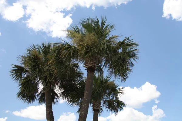 Corona Las Palmeras — Foto de Stock