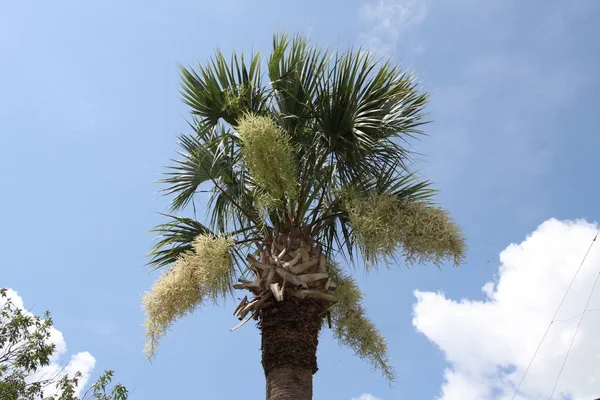 Corona Delle Palme — Foto Stock