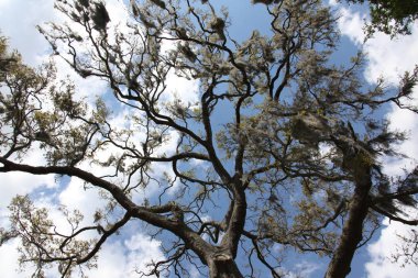 ağaç kron vahşi güzelliği