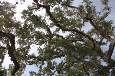 ağaç kron vahşi güzelliği