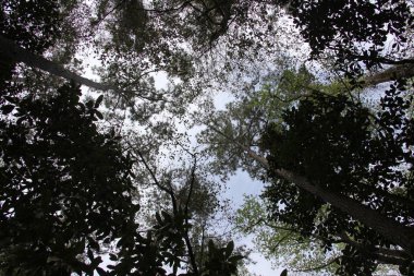 ağaç kron vahşi güzelliği