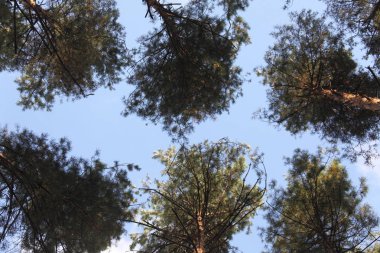 çam ağaçlarının taç