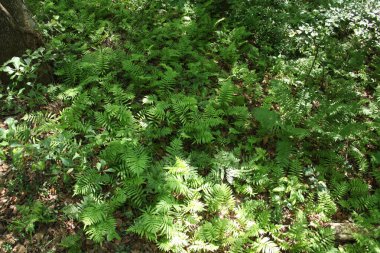 güzel tropikal eğreltiotu yaprakları