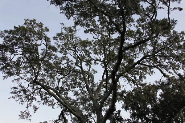 Selvaggia Bellezza Delle Corone Degli Alberi — Foto Stock