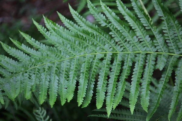 Beautiful Tropical Fern Leaves — Stock Photo, Image