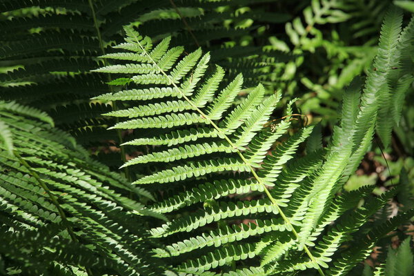 красивые тропические листья папоротника
