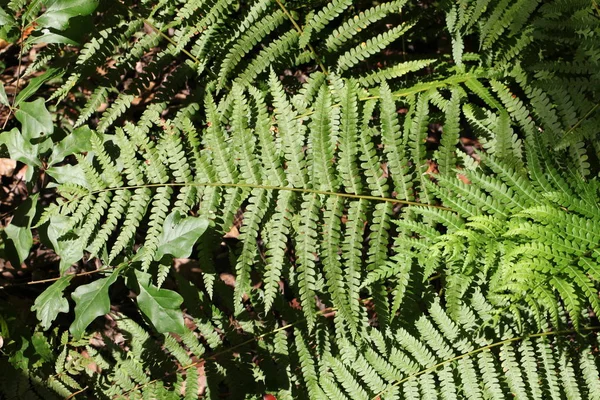 Beautiful Tropical Fern Leaves — Stock Photo, Image