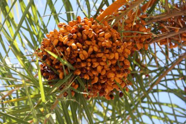 Taç hurma ağacının