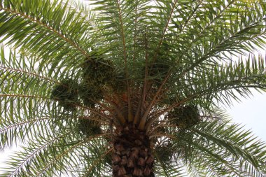 Taç hurma ağacının