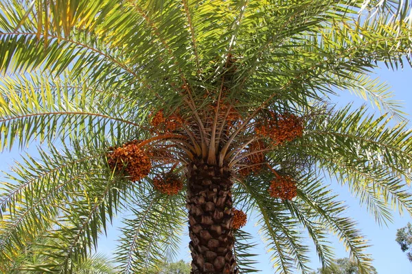 Korony Drzewa Palmy Daktylowej — Zdjęcie stockowe
