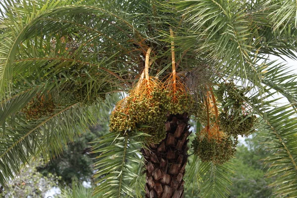 Crown of the date palm tree