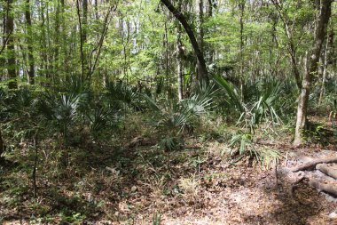 egzotik Florida doğanın vahşi güzelliği