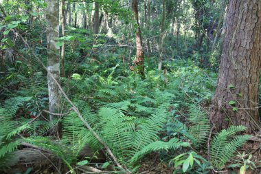 egzotik Florida doğanın vahşi güzelliği