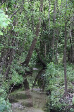 egzotik Florida doğanın vahşi güzelliği