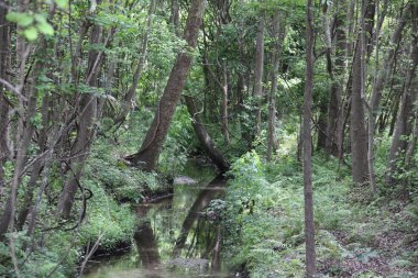 egzotik Florida doğanın vahşi güzelliği