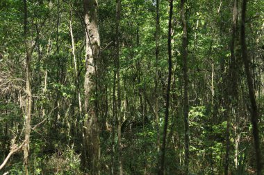 egzotik Florida doğanın vahşi güzelliği