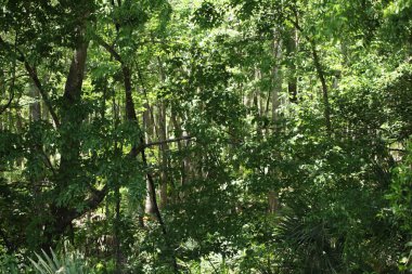 egzotik Florida doğanın vahşi güzelliği