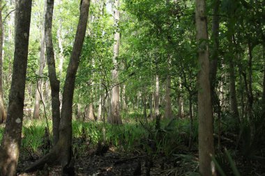 egzotik Florida doğanın vahşi güzelliği