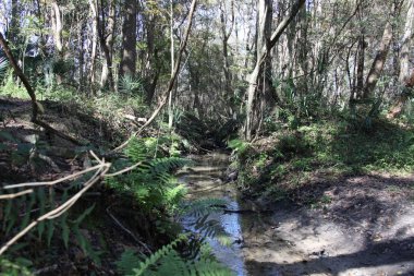 egzotik Florida doğanın vahşi güzelliği