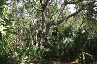egzotik Florida doğanın vahşi güzelliği