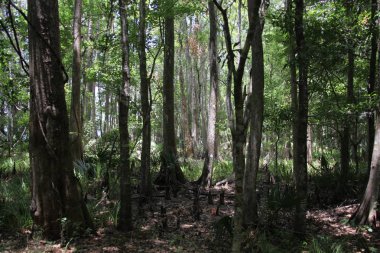 egzotik Florida doğanın vahşi güzelliği