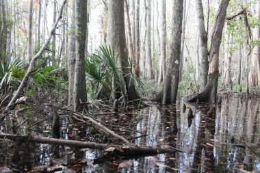 egzotik Florida doğanın vahşi güzelliği