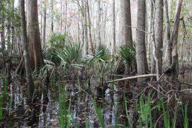 egzotik Florida doğanın vahşi güzelliği