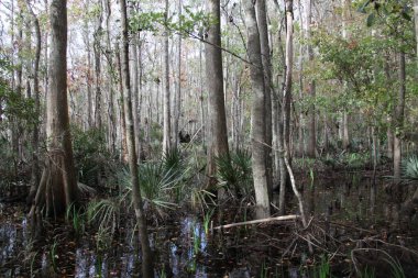 egzotik Florida doğanın vahşi güzelliği