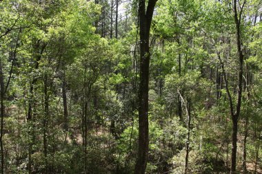 egzotik Florida doğanın vahşi güzelliği