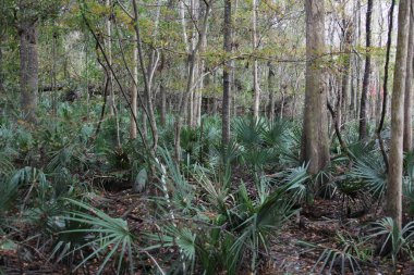 egzotik Florida doğanın vahşi güzelliği